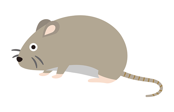 ネズミの種類別の特徴を紹介