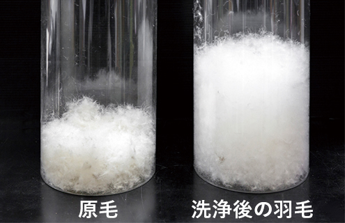 原毛／洗浄後の羽毛