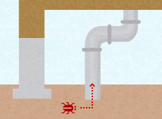 下水や排水口などから