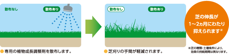 芝の伸長が1～2ヵ月にわたり抑えられます