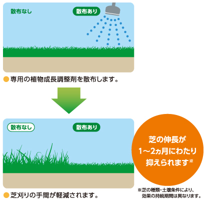 芝の伸長が1～2ヵ月にわたり抑えられます