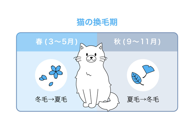 猫の換毛期　春（3～5月）：冬毛→夏毛／秋（9～11月）：夏毛→冬毛