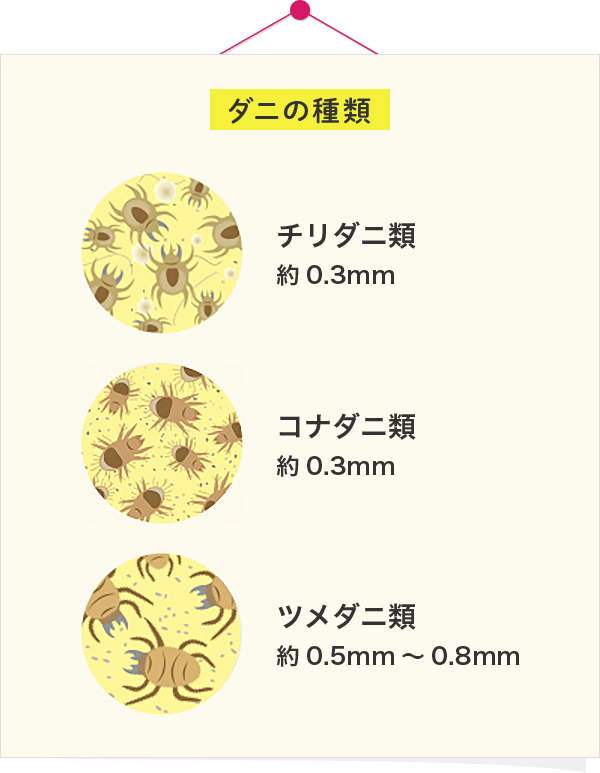 ダニの種類　チリダニ類約0.3mm コナダニ類約0.3mm ツメダニ類約0.5～0.8mm