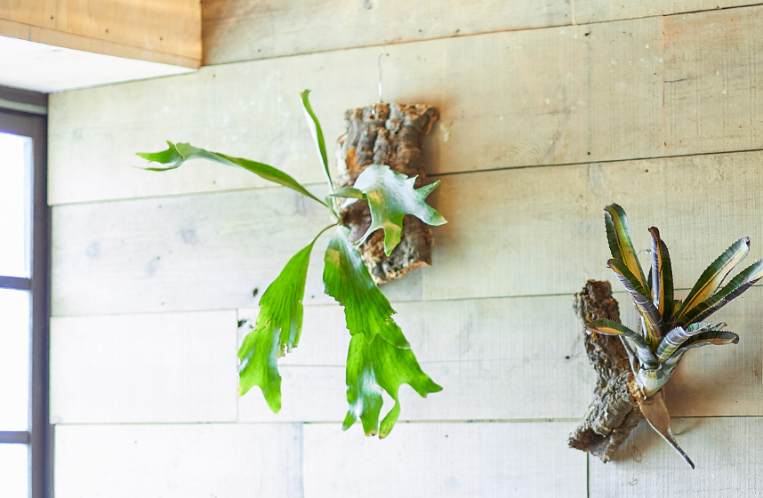 観葉植物（ビカクシダ）の上手な着生方法