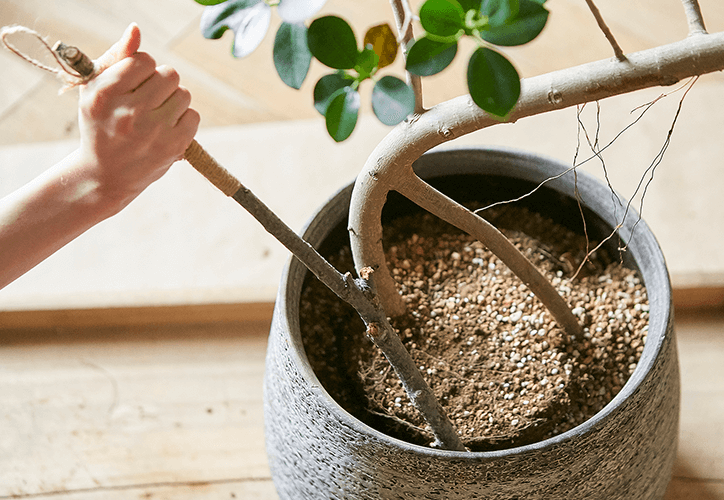 植え替えに適したタイミングとは？