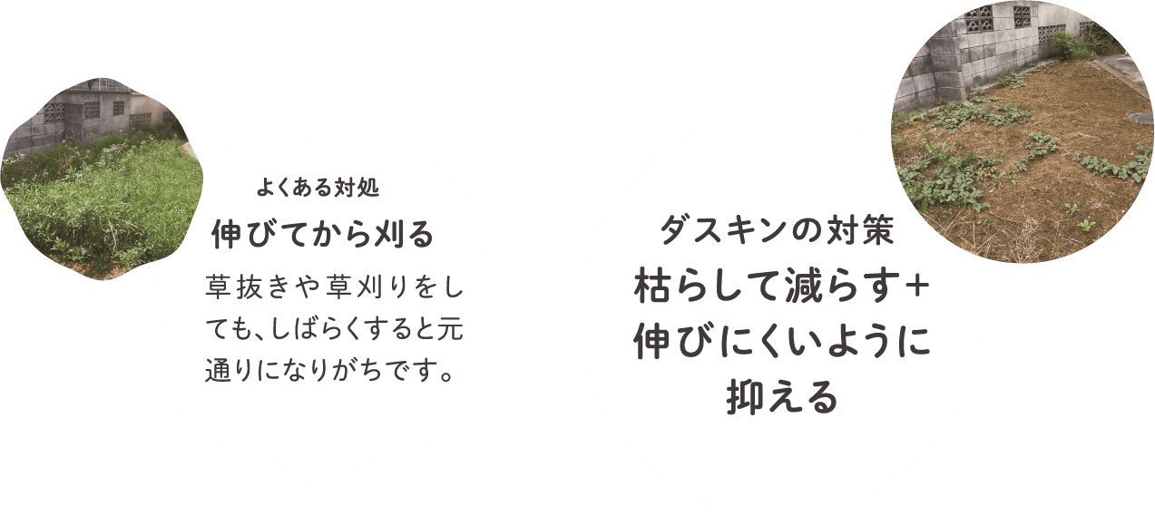 枯らして減らす＋伸びにくいように抑える