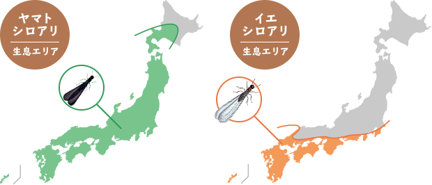 シロアリの生息エリア