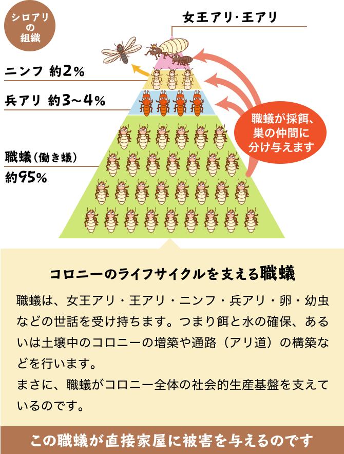 家屋に被害を与えるのは 実は職蟻（働き蟻）だけ！