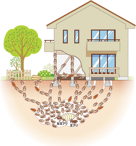 シロアリの住み家と侵入経路