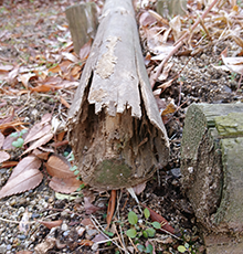 シロアリ被害を最初に受けやすいのは庭にある木材！