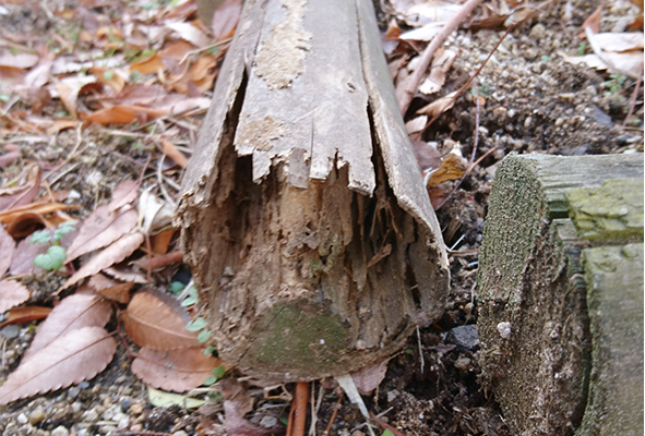 シロアリ被害を最初に受けやすいのは庭にある木材！