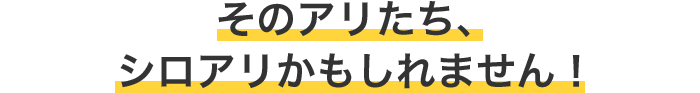 そのアリたち、シロアリかもしれません！