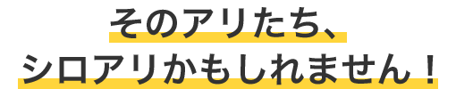 そのアリたち、シロアリかもしれません！