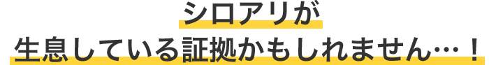 シロアリが生息している証拠かもしれません…！