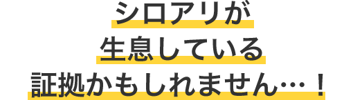 シロアリが生息している証拠かもしれません…！