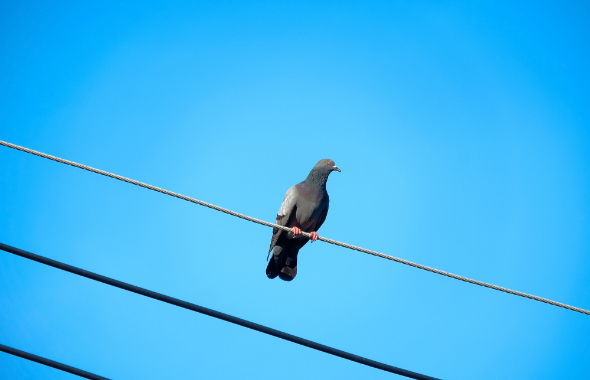 鳩（ハト）対策