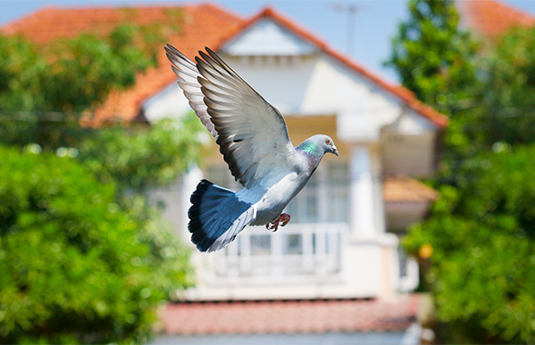 鳩（ハト）の種類・生態