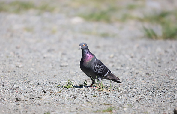 何種類いる 日本でみかける鳩 ハト の種類 生態 害虫獣駆除サービス お掃除サービスのダスキン