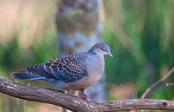 何種類いる 日本でみかける鳩 ハト の種類 生態 害虫獣駆除サービス お掃除サービスのダスキン