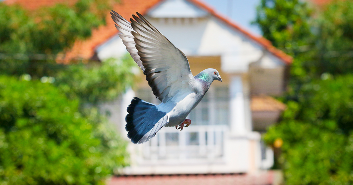 何種類いる 日本でみかける鳩 ハト の種類 生態 害虫獣駆除サービス お掃除サービスのダスキン