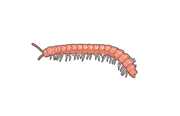 自宅で見られる不快な害虫を駆除するには ムカデ ヤスデ ダンゴムシなどの駆除方法をご紹介 害虫獣駆除サービス お掃除サービスのダスキン