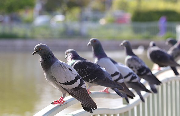 鳩（ハト）の巣対策をする前に知っておきたい！鳩（ハト）の巣作りの基本 | 害虫獣駆除サービス | お掃除サービスのダスキン