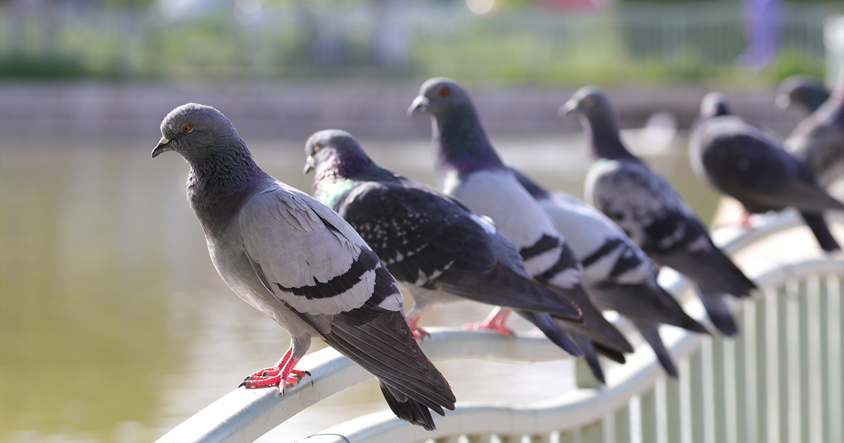 鳩 ハト の巣対策をする前に知っておきたい 鳩 ハト の巣作りの基本 害虫獣駆除サービス お掃除サービスのダスキン