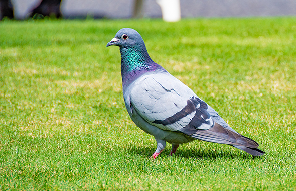 鳩に産卵させないための方法とは 害虫獣駆除サービス お掃除サービスのダスキン