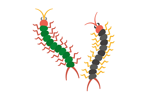 ムカデは3 000種もいる ムカデの種類とよく似た虫を解説 害虫獣駆除サービス お掃除サービスのダスキン