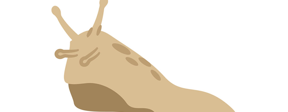 気づく前に対策したい 害虫獣駆除 対策のお役立ち情報 害虫獣駆除サービス お掃除サービスのダスキン