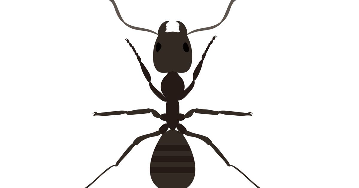 アリの生態と駆除方法 アリの被害が大きくなる前にしっかり駆除することがオススメ 害虫獣駆除サービス お掃除サービスのダスキン