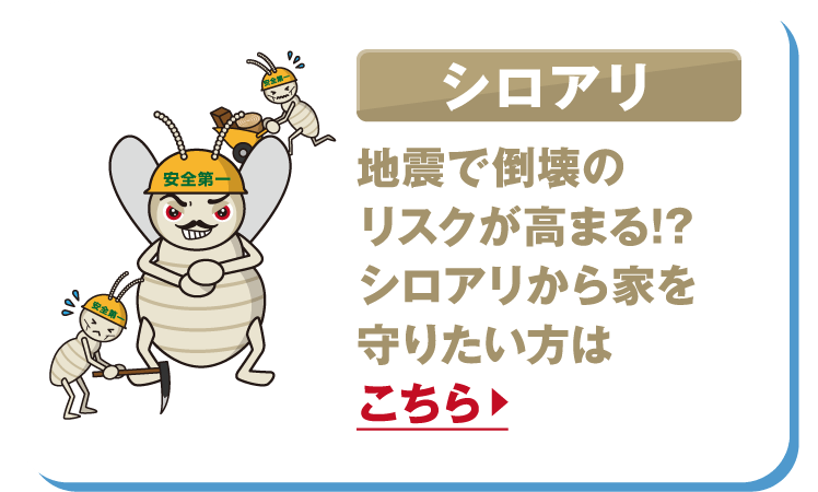 シロアリ