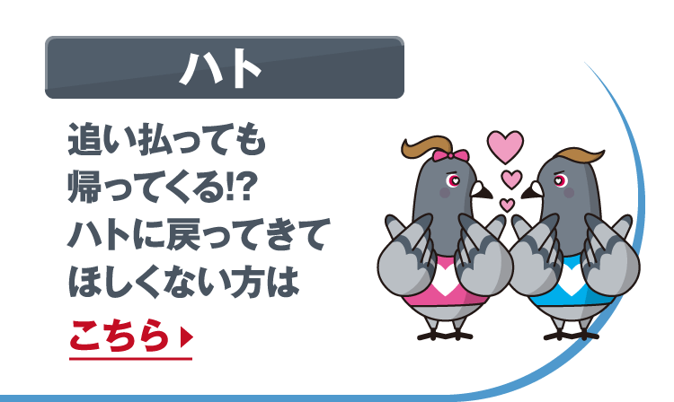 ハト