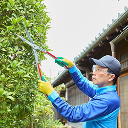 庭木の剪定