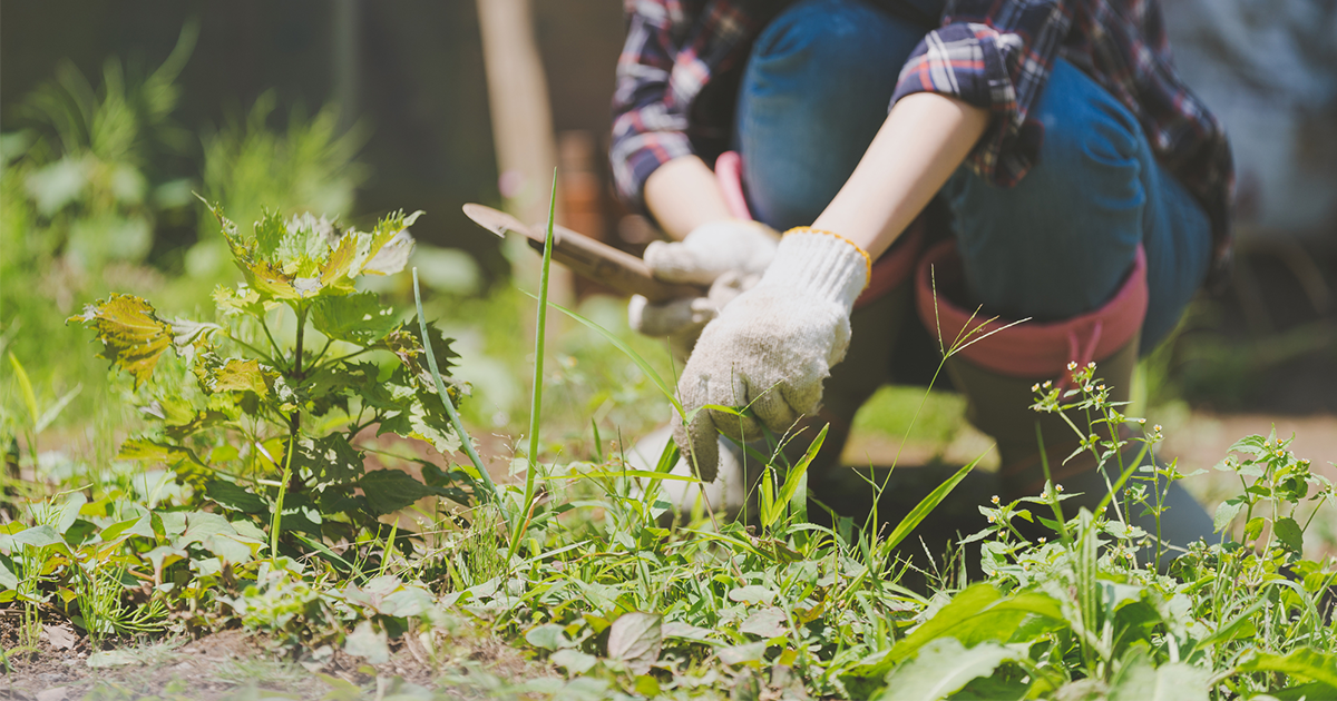 草刈りを楽にこなすには？おすすめ道具やコツを押さえよう！ | 家事  